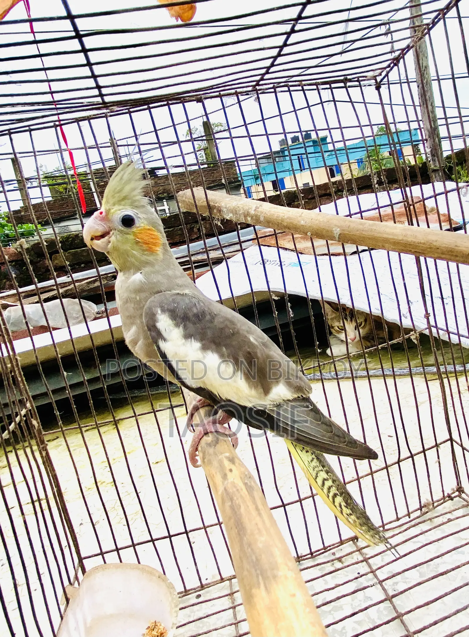 গ্রে ককাটেল পাখি