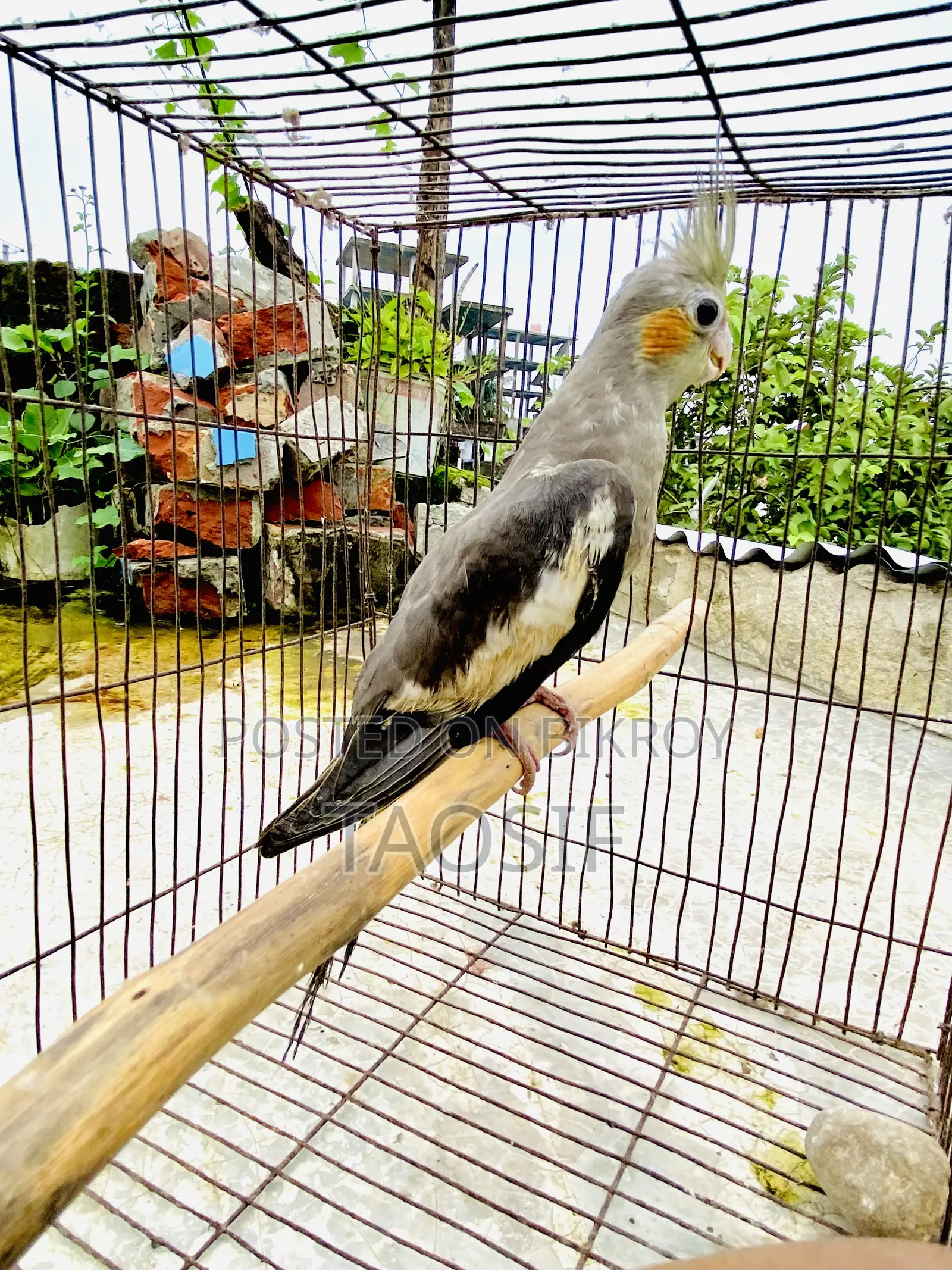 গ্রে ককাটেল পাখি