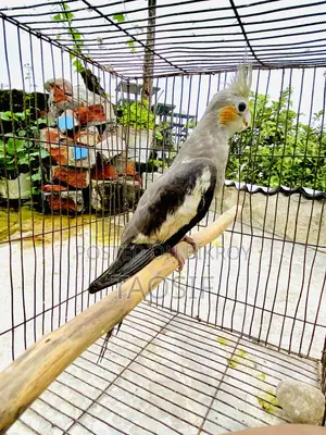 গ্রে ককাটেল পাখি