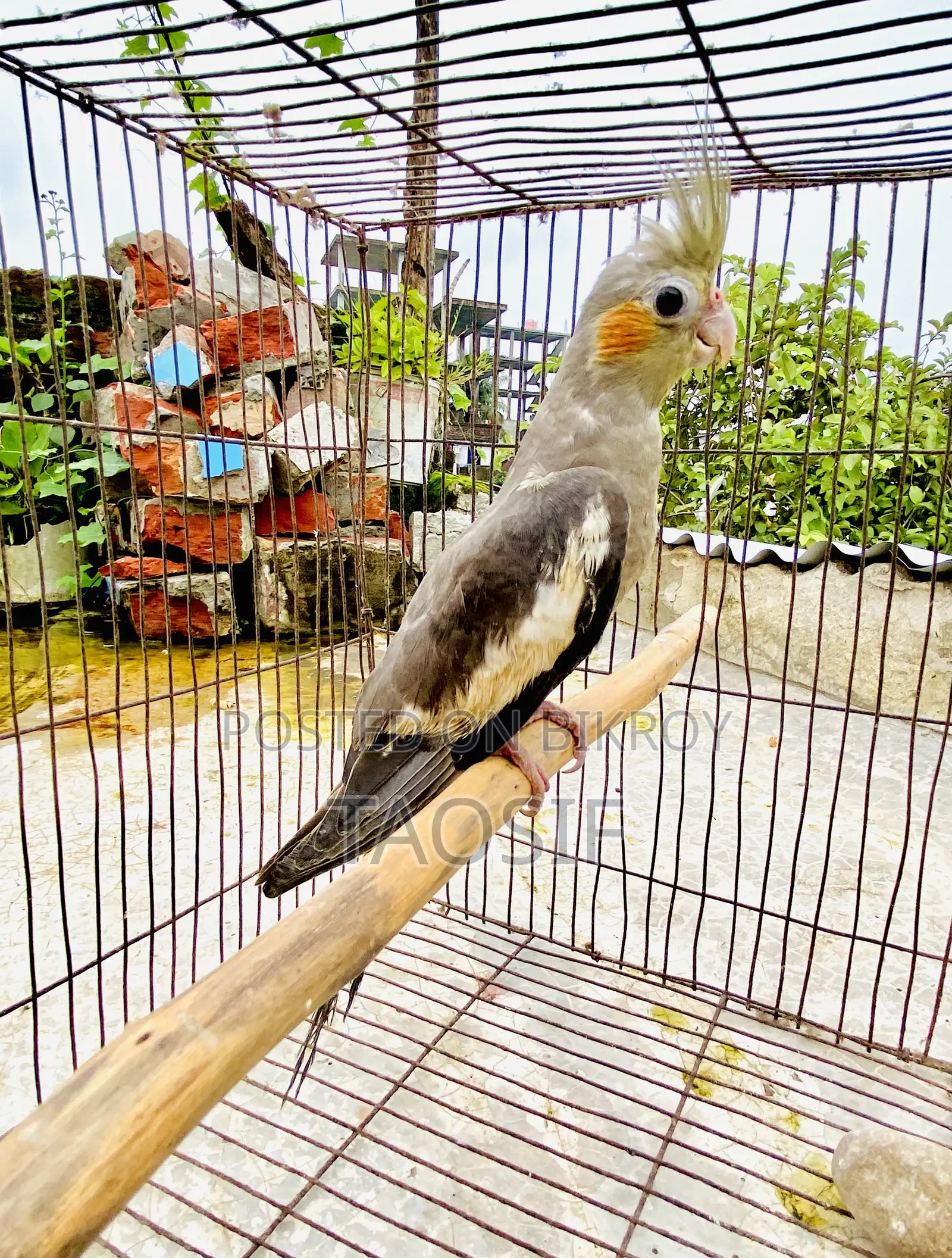 গ্রে ককাটেল পাখি