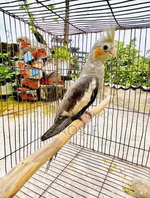 গ্রে ককাটেল পাখি