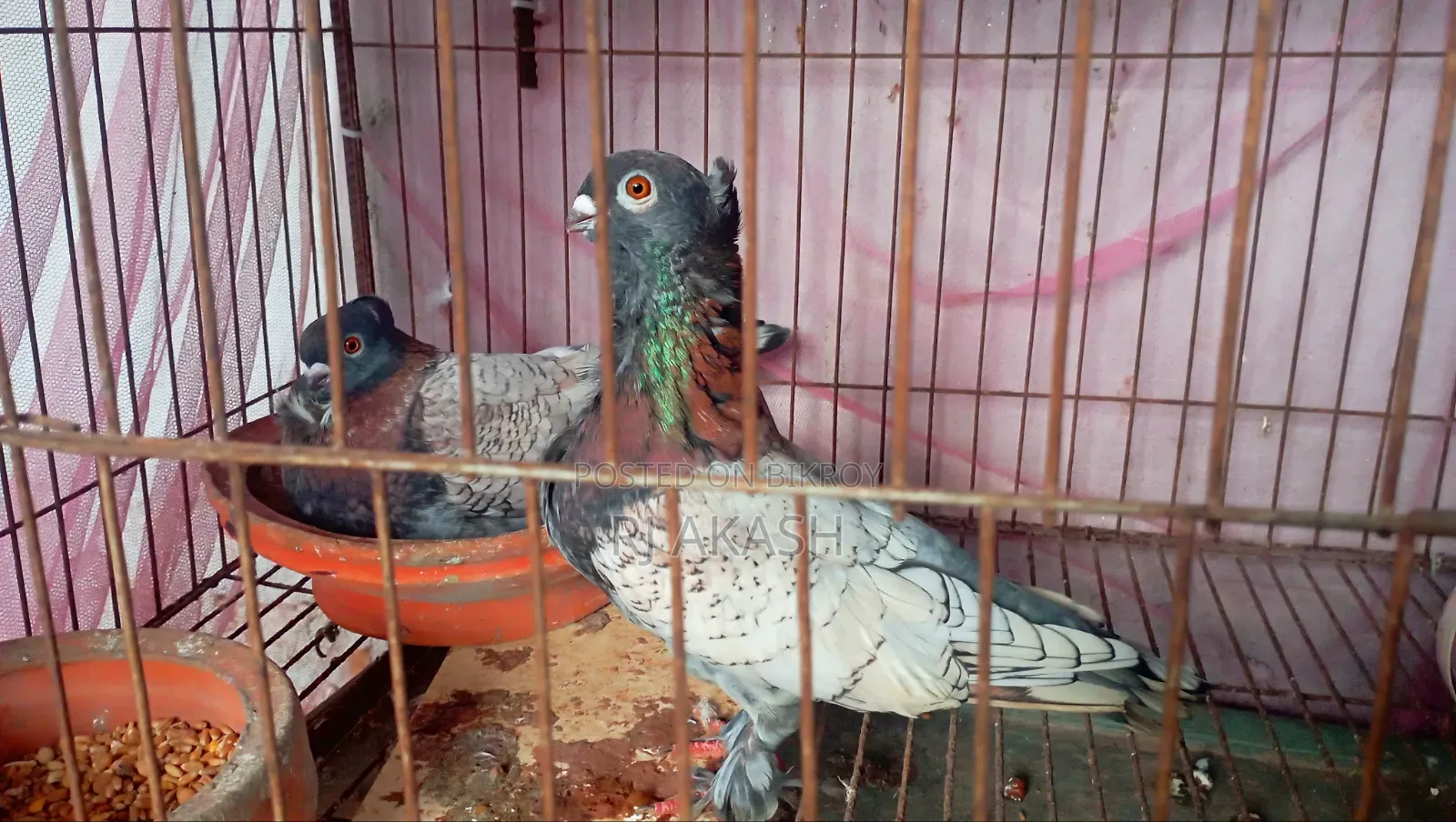 অরজিনাল বল্ডিনেট রানিং পেয়ার। বাক্কা সোহো