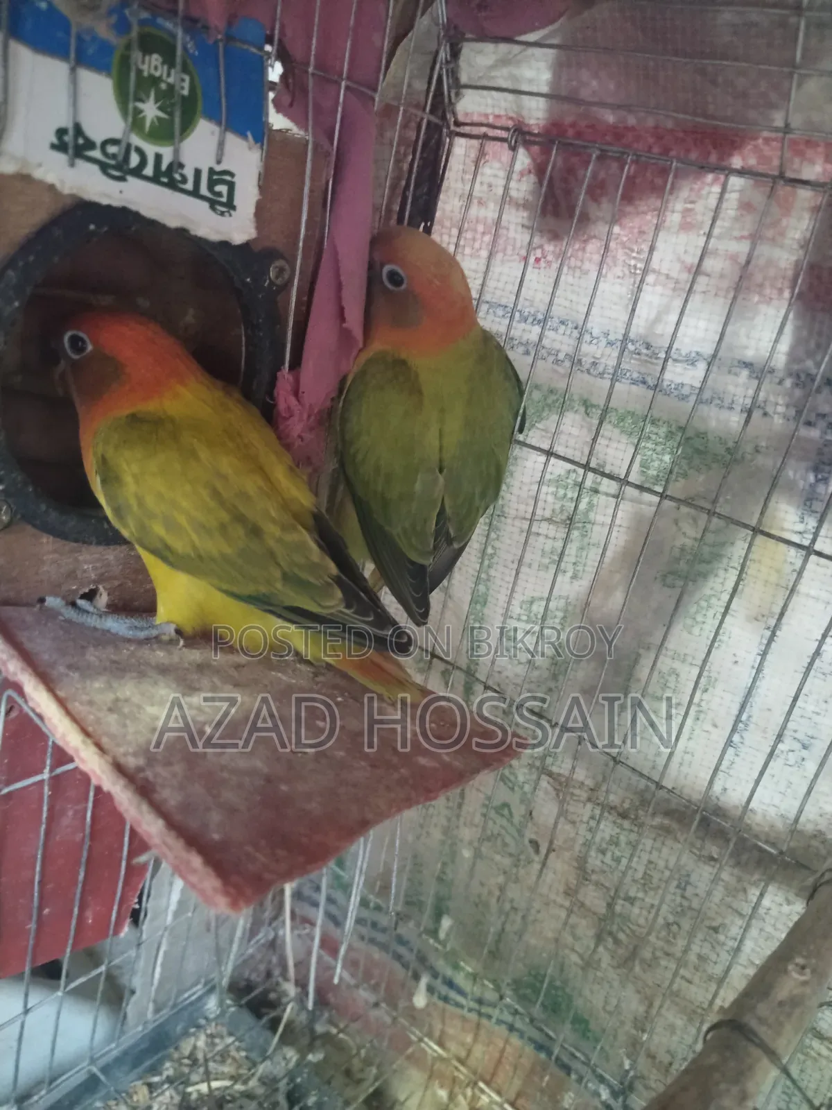 লাভ বাড বয়োস ৬মাস