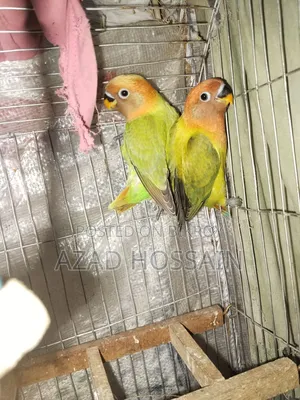 লাভ বাড বয়োস ৬মাস