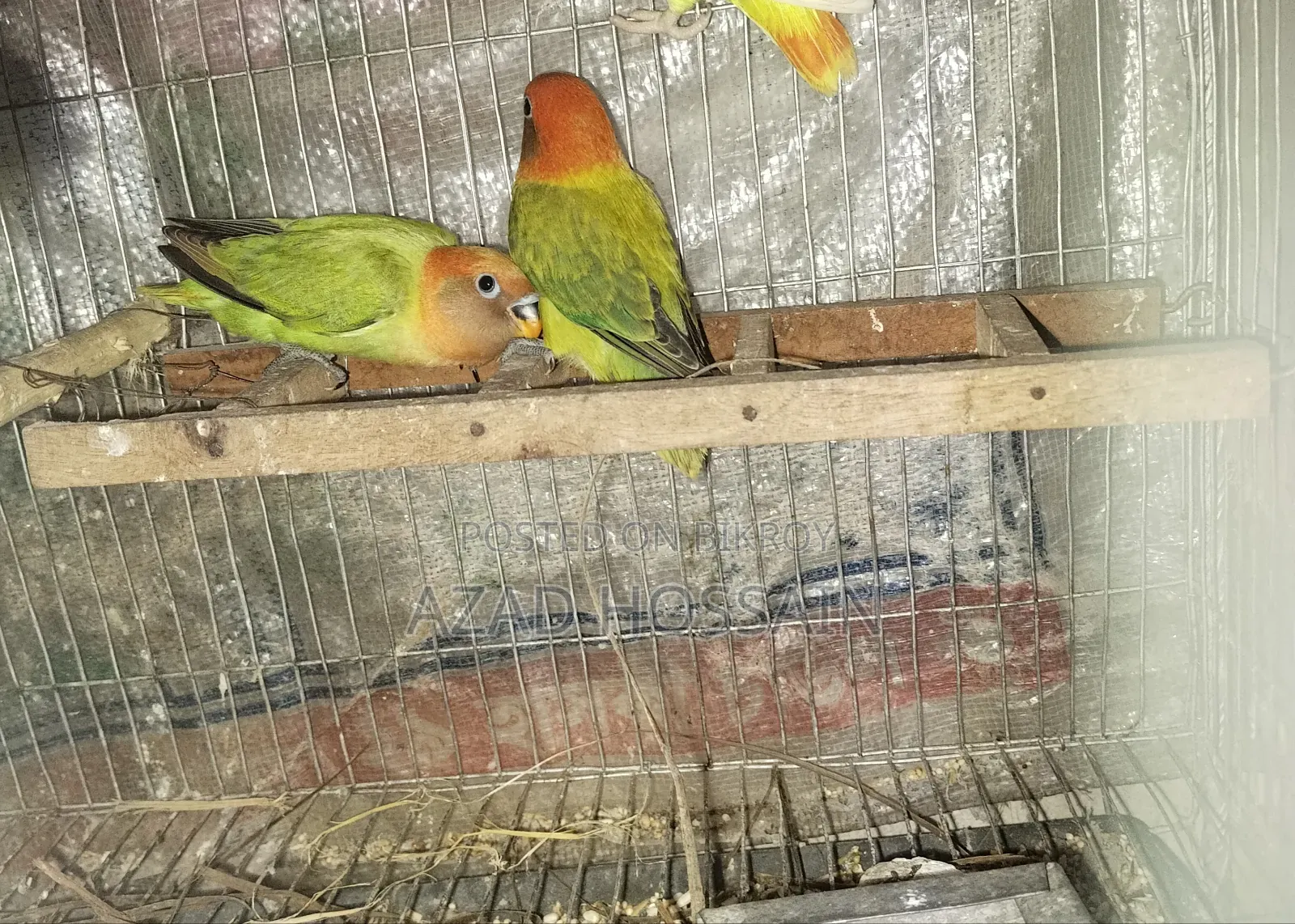 লাভ বাড বয়োস ৬মাস