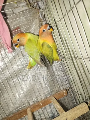 লাভ বাড বয়োস ৬মাস