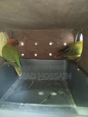 লাভ বাড বয়োস ৬মাস