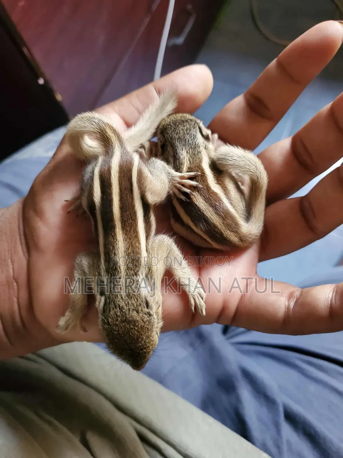 Squirrel Male Female Confirm Baby Pair