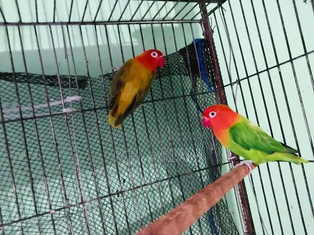 লাভবার্ড গ্রিন ওপ্যালিন