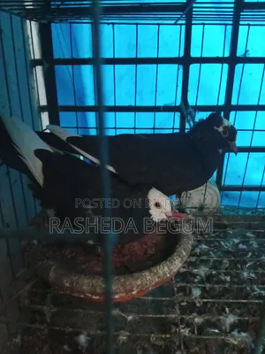 দুই জোড়া কবুতর বিক্রি করা হবে যারা ইচ্ছুক মেসেজ করেন