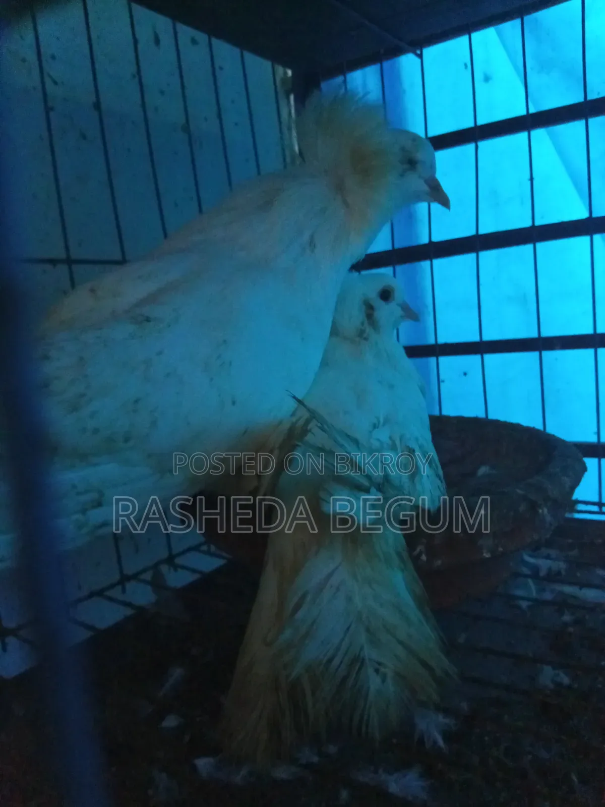 দুই জোড়া কবুতর বিক্রি করা হবে যারা ইচ্ছুক মেসেজ করেন