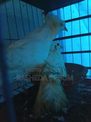 দুই জোড়া কবুতর বিক্রি করা হবে যারা ইচ্ছুক মেসেজ করেন