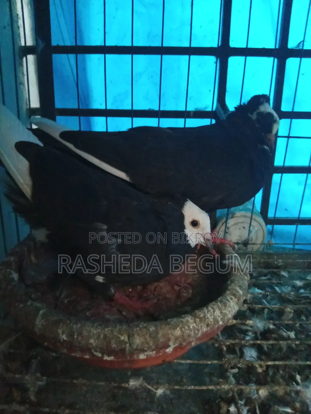 দুই জোড়া কবুতর বিক্রি করা হবে যারা ইচ্ছুক মেসেজ করেন