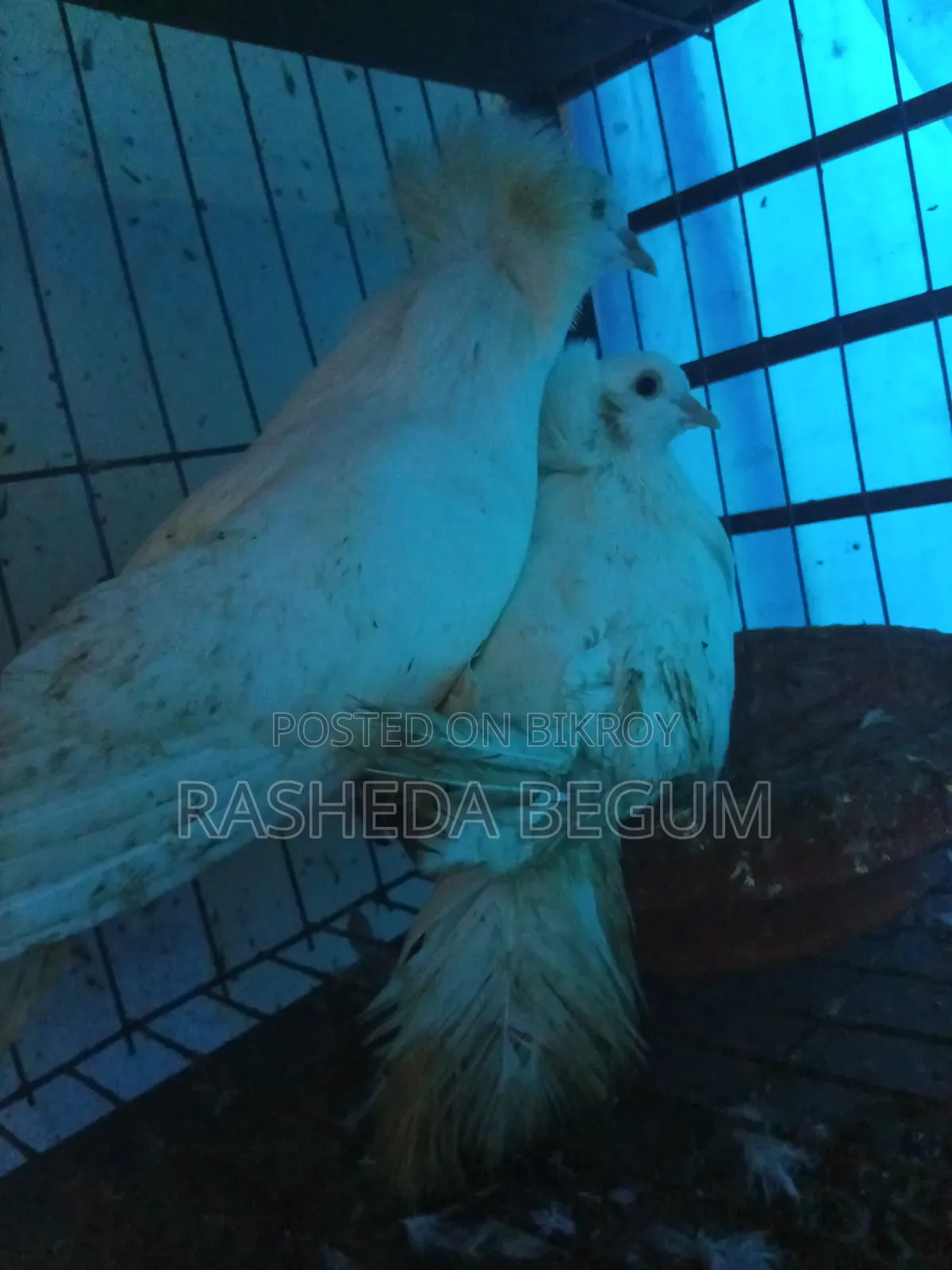 দুই জোড়া কবুতর বিক্রি করা হবে যারা ইচ্ছুক মেসেজ করেন