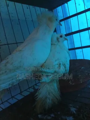 দুই জোড়া কবুতর বিক্রি করা হবে যারা ইচ্ছুক মেসেজ করেন