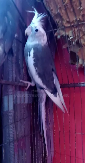 ককাটেল রানিং মেল