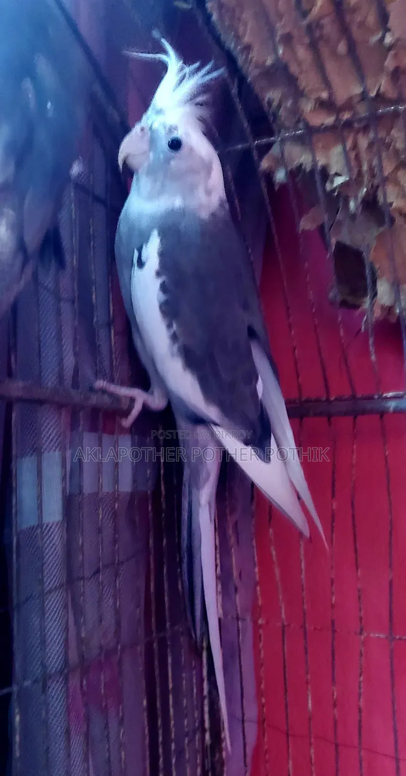 ককাটেল রানিং মেল