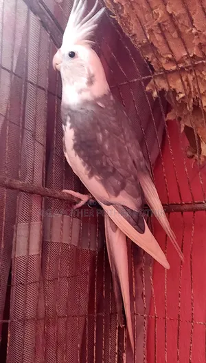ককাটেল রানিং মেল