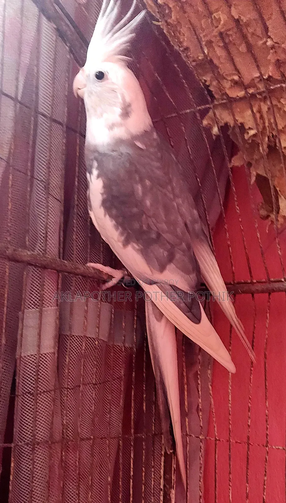 ককাটেল রানিং মেল