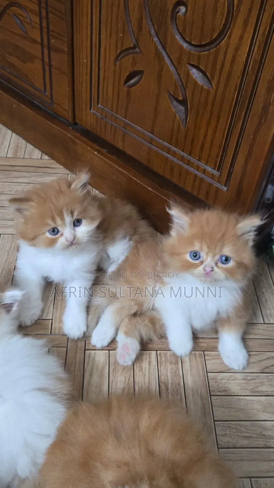 1-3 months Female Purebred Persian