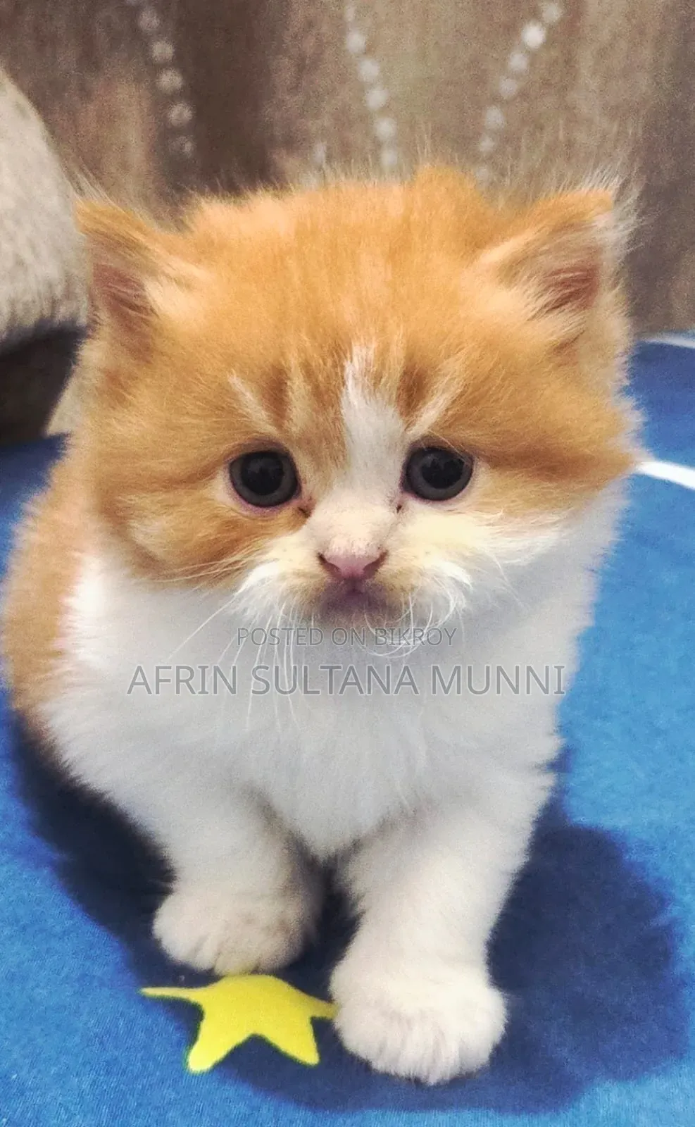 1-3 months Female Purebred Persian
