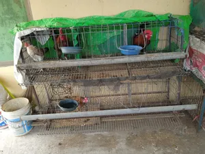 লেয়ার মুরগির বানানো খাঁচা বিক্রি করা হবে