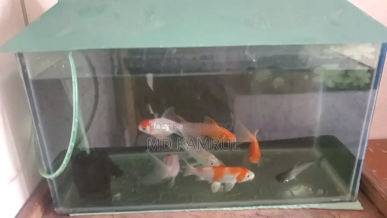 মাছসহ একুরিয়াম বিক্রি হবে
