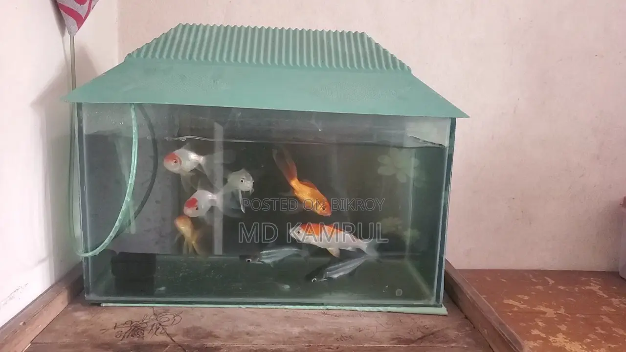 মাছসহ একুরিয়াম বিক্রি হবে