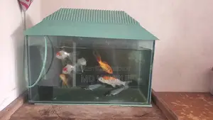 মাছসহ একুরিয়াম বিক্রি হবে