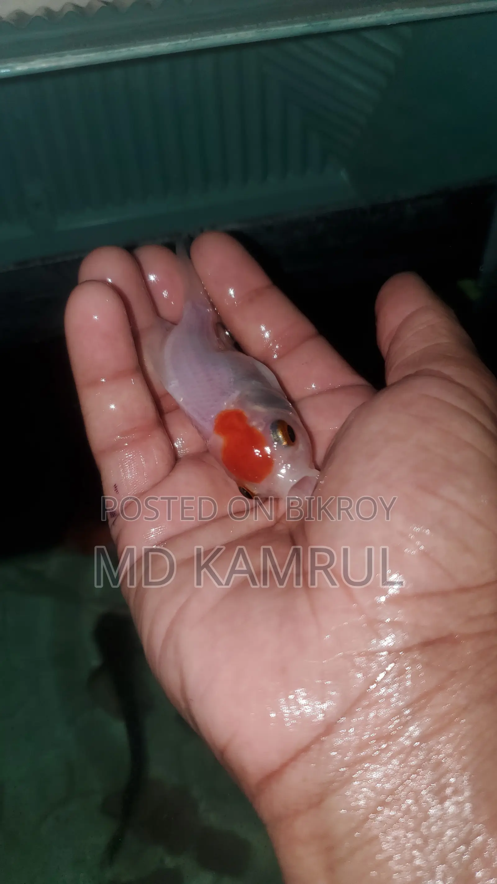 মাছসহ একুরিয়াম বিক্রি হবে