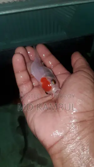 মাছসহ একুরিয়াম বিক্রি হবে