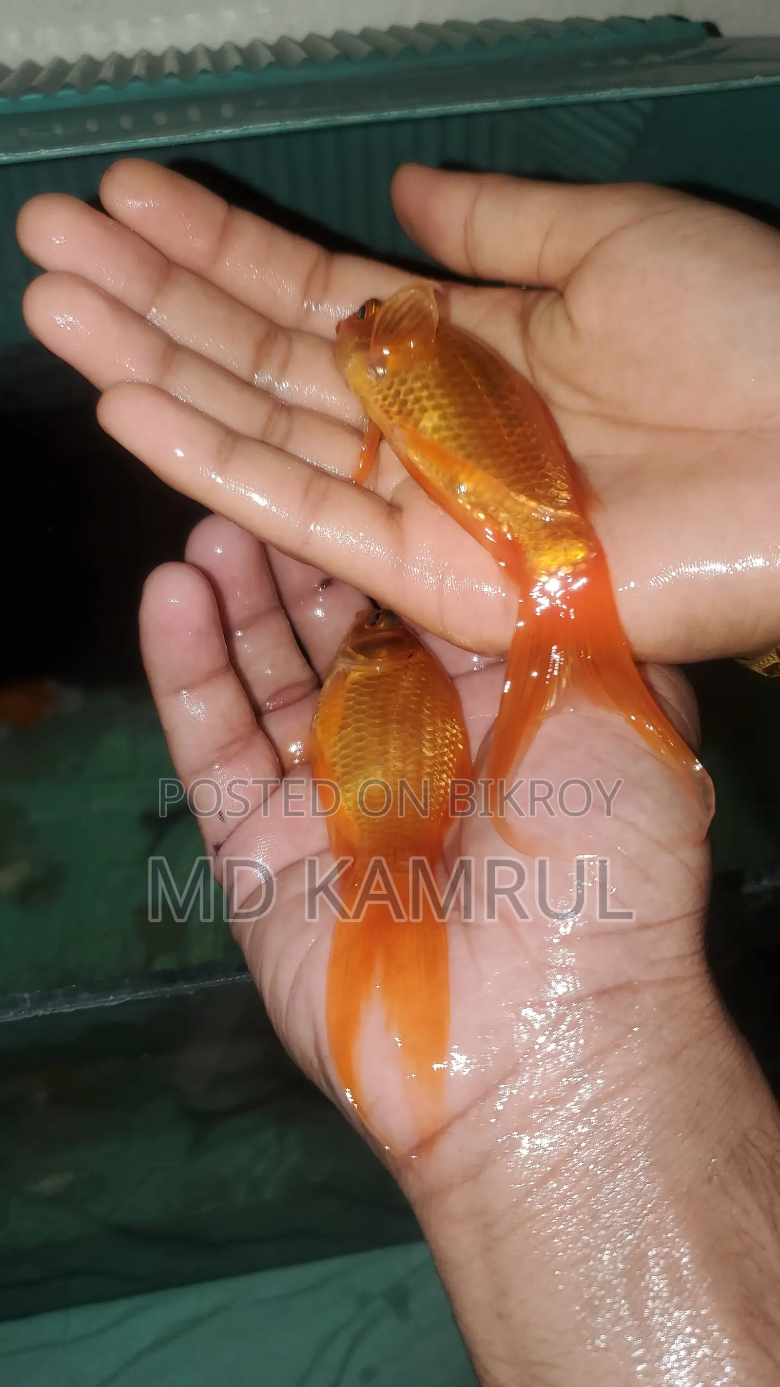 মাছসহ একুরিয়াম বিক্রি হবে