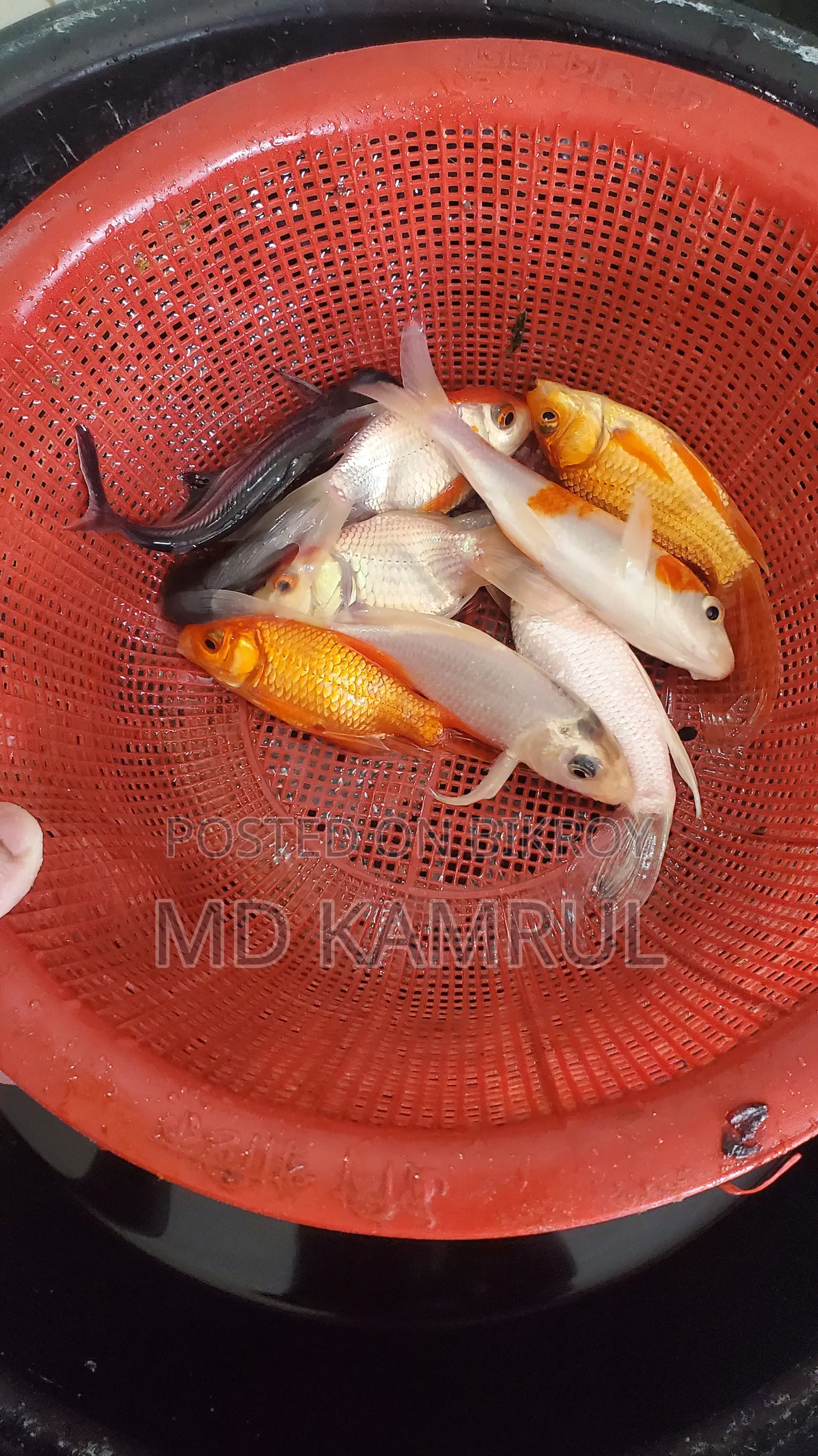 মাছসহ একুরিয়াম বিক্রি হবে