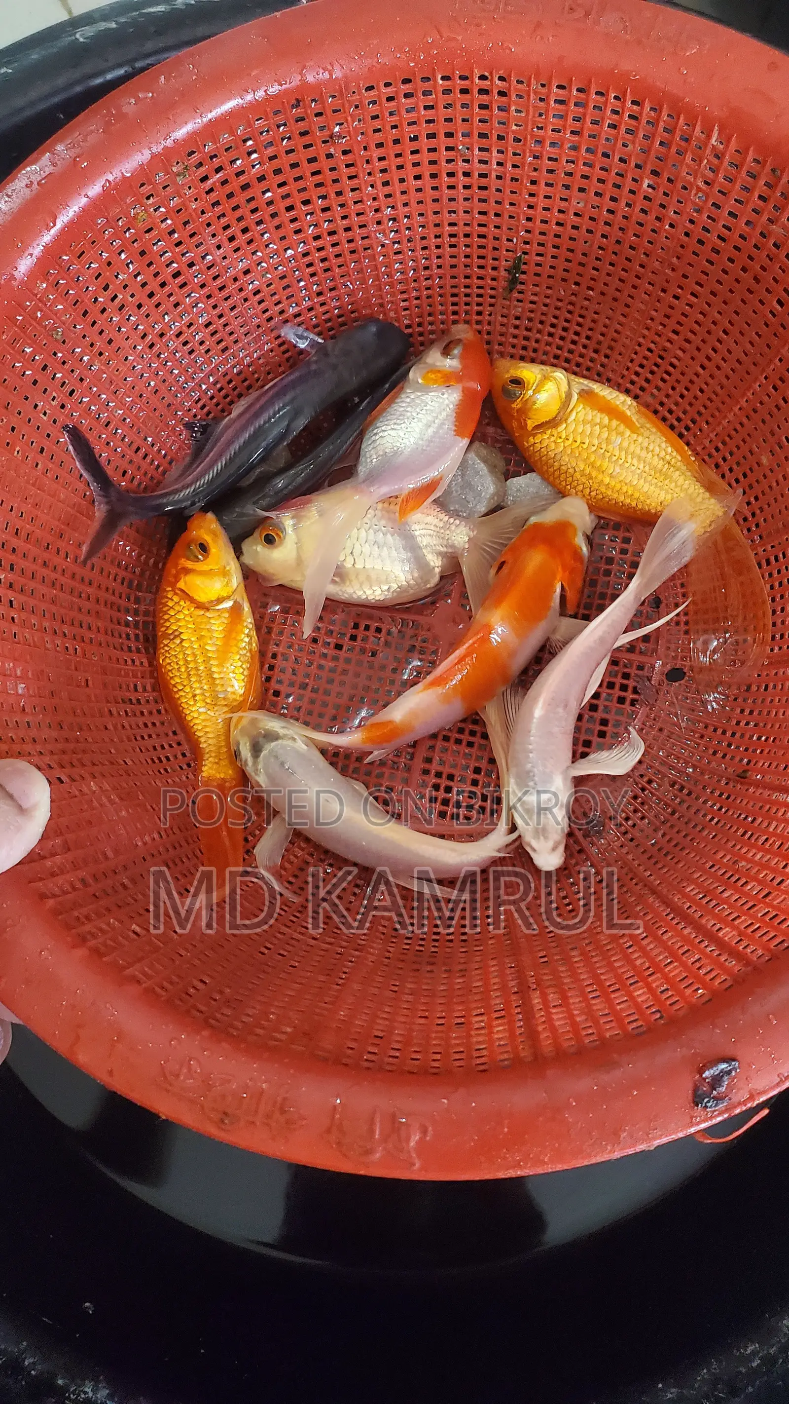 মাছসহ একুরিয়াম বিক্রি হবে