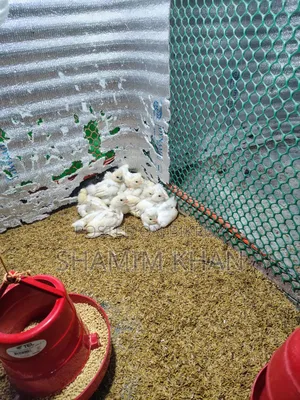 ব্রাহামা ও সুলতান এর বাচ্চা বিক্রয়