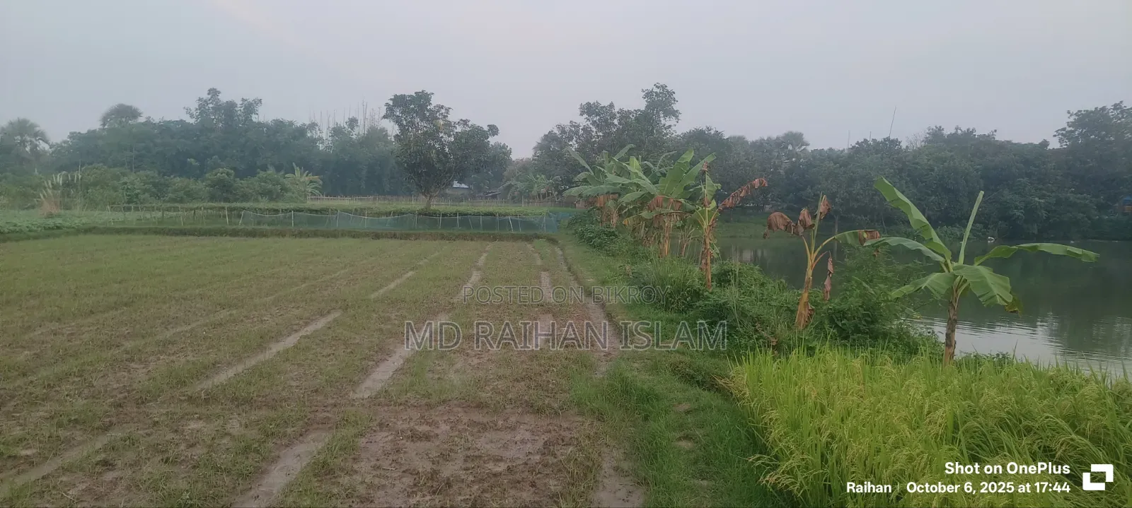 16 Bigha land for sale in one plot