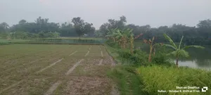 16 Bigha land for sale in one plot