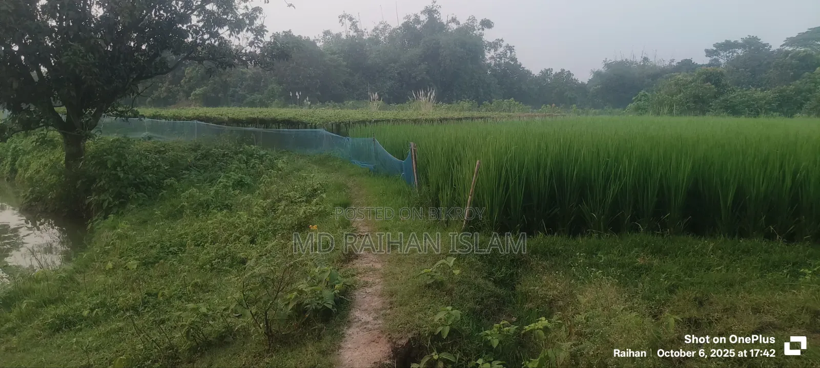 16 Bigha land for sale in one plot