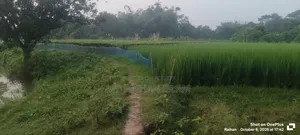 16 Bigha land for sale in one plot
