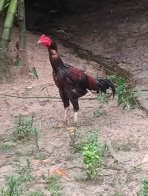 এই আসিল মুরগাটি বিক্রি হইবে