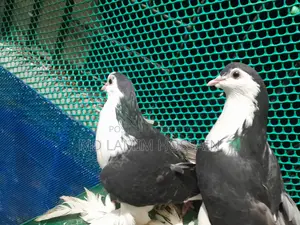 সিরাজি কবুতর রানিং পেয়ার