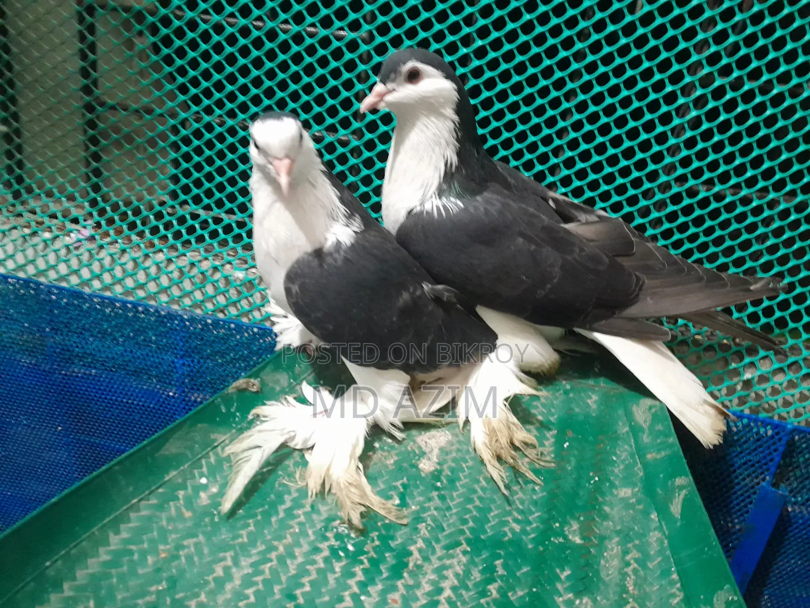 সিরাজি কবুতর রানিং পেয়ার