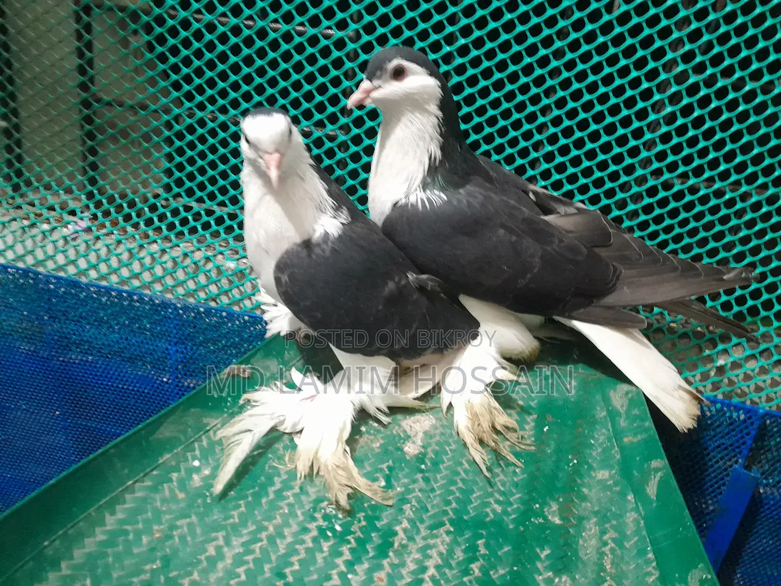 Siraji Pigeon Running Pair 2 Pairs Urgent