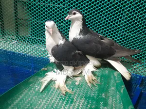 সিরাজি কবুতর রানিং পেয়ার