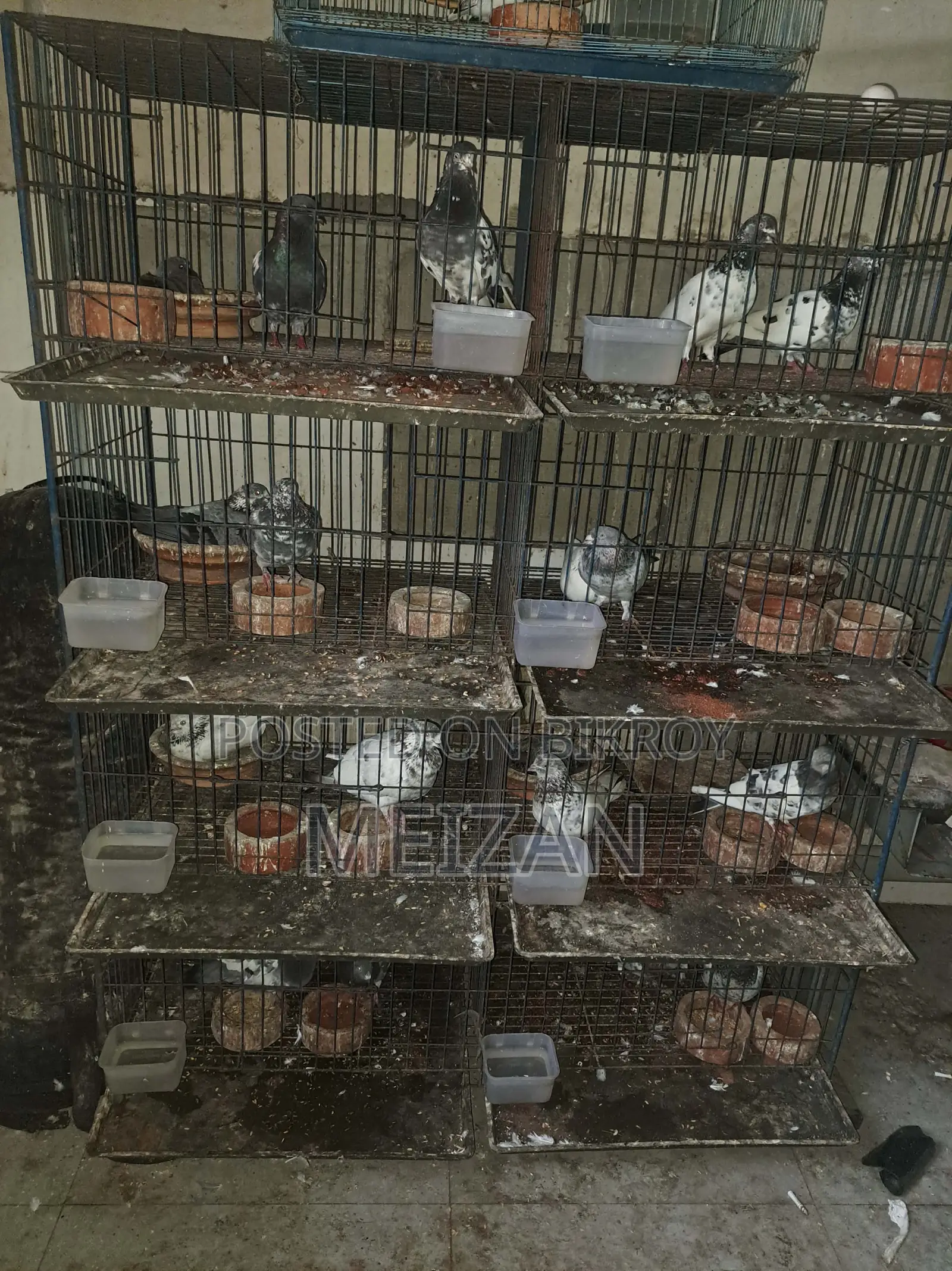 কবুতরের খাঁচা ৮ জোড়া