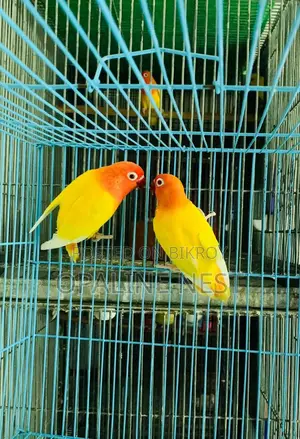 Lovebird Breeding Pair