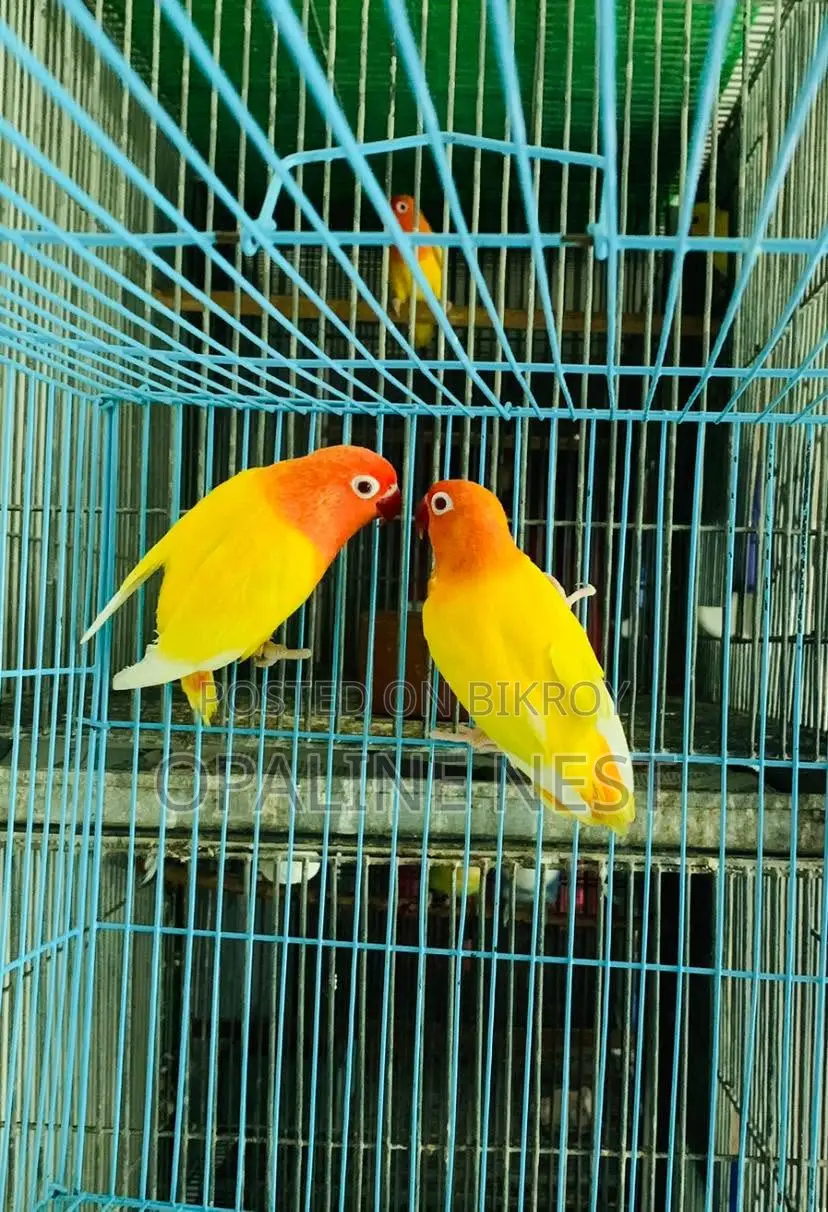 Lovebird Breeding Pair