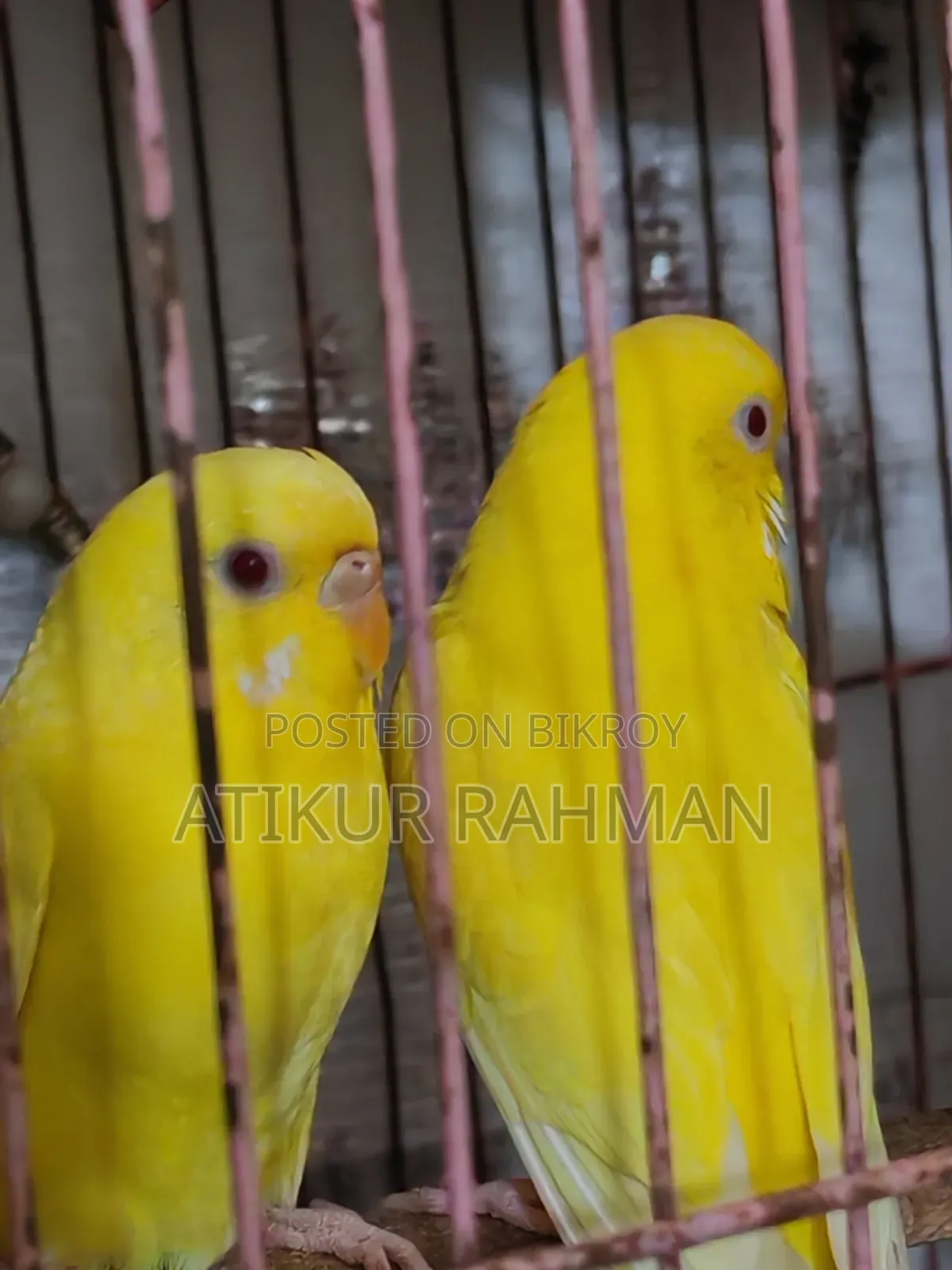 ১ জোড়া রেড আই লুটিনো বাজরিগার