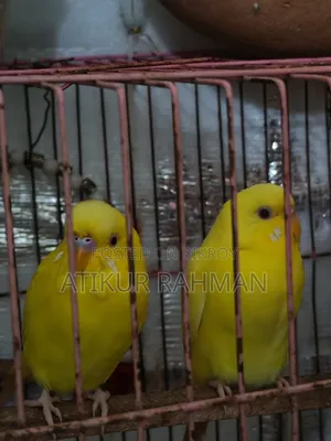 ১ জোড়া রেড আই লুটিনো বাজরিগার