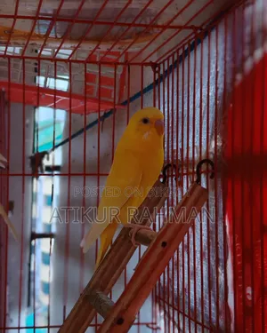 ১ জোড়া রেড আই লুটিনো বাজরিগার